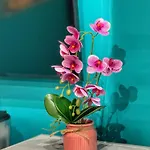 Ohana דירה