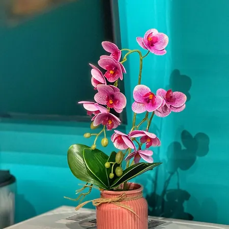 Ohana Apartman